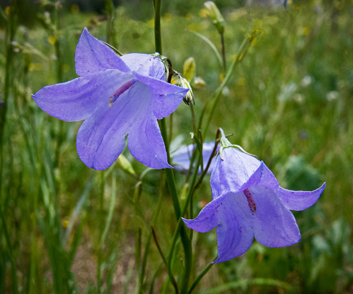 Mountain Harebell 2.jpg